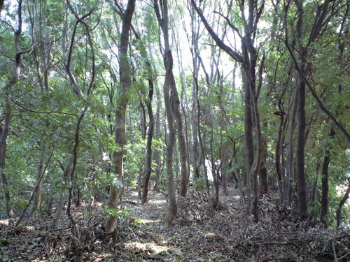 森の中